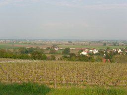 Weinprobe in Mettenheim